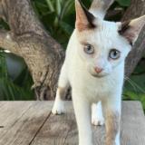 Picture of cat lost at Saint Barthelemy