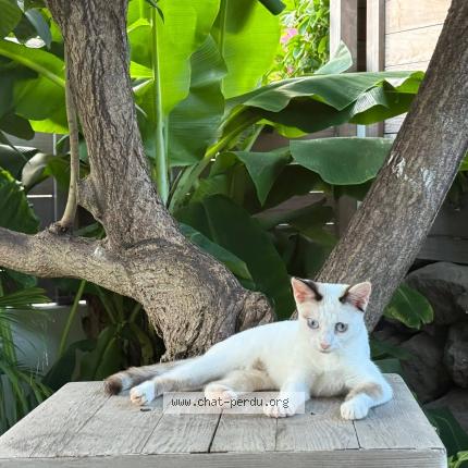Photo 2/5 Kloé Chat lost in Saint barthelemy