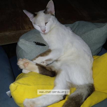 Photo 3/5 Klo&eacute; Chat lost in Saint barthelemy