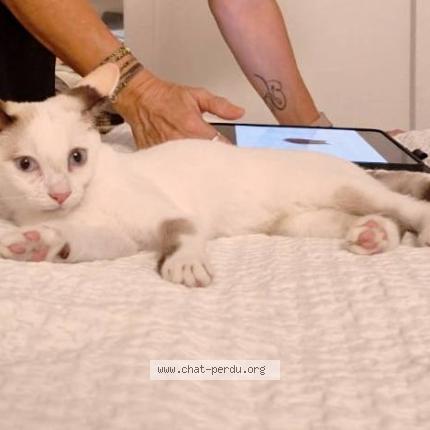 Photo 4/5 Klo&eacute; Chat lost in Saint barthelemy