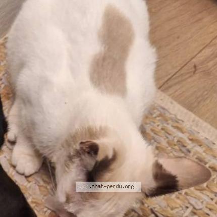 Photo 5/5 Kloé Chat lost in Saint barthelemy