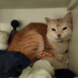 Picture of cat lost at Torreilles