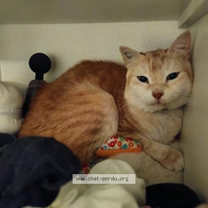 Photo 1/1 Minette dit Deesse Chat lost in Torreilles