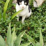 Picture of cat lost at Saint Barthelemy
