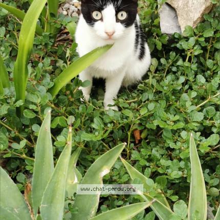 Photo 1/2 Joy Chat lost in Saint barthelemy