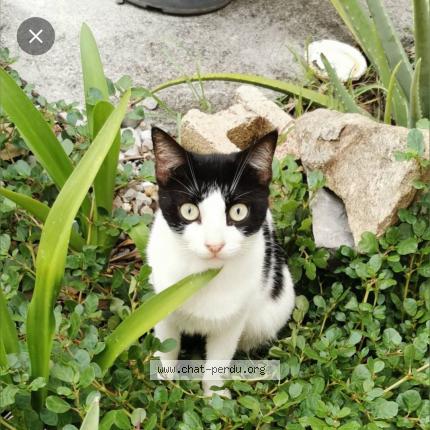 Photo 1/3 Joy Chat lost in Saint barthelemy