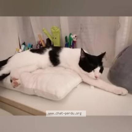 Photo 2/2 Joy Chat lost in Saint barthelemy