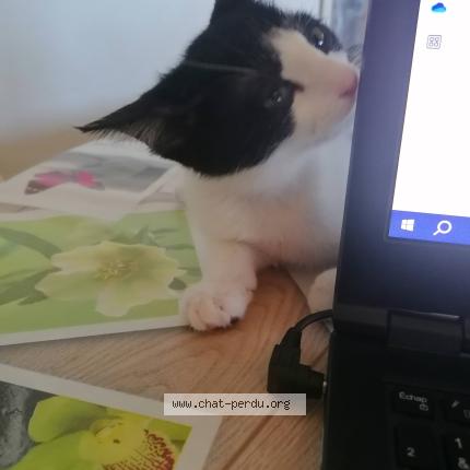 Photo 2/3 Joy Chat lost in Saint barthelemy