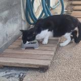 Picture of cat found at Saint Barthelemy