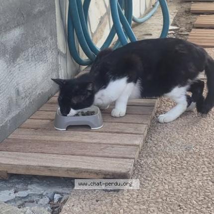 Photo 1/1 Found cat Found in Saint barthelemy