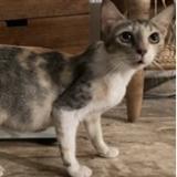 Picture of cat lost at Saint Barthelemy