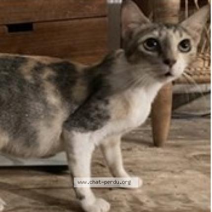 Photo 1/1 M&eacute;dea Chat lost in Saint barthelemy