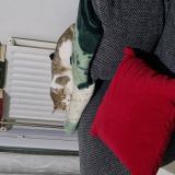 Picture of cat lost at Valence