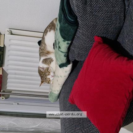 Photo 1/1 Muezza Chat lost in Valence