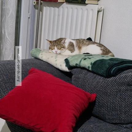 Photo 1/1 Muezza Chat lost in Valence