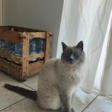 Picture of cat lost at Velesmes Echevanne