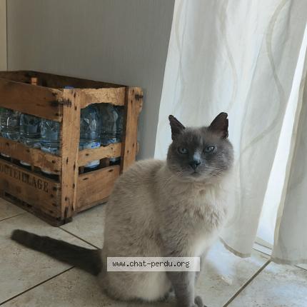 Photo 1/1 Flambie Chat lost in Velesmes echevanne