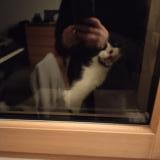 Picture of cat found at Toulouse