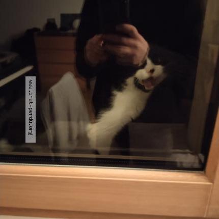 Photo 1/1 Found cat Found in Toulouse