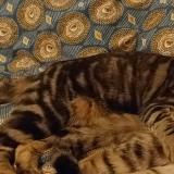 Picture of cat lost at Rouen