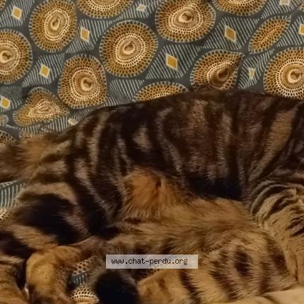 Photo 1/1 Ali Chat lost in Rouen