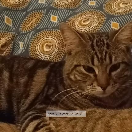 Photo 1/1 Ali Chat lost in Rouen