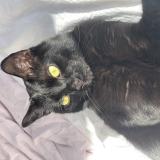 Picture of cat lost at Sotteville Les Rouen