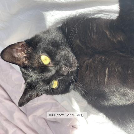 Photo 1/1 Cookie Chat lost in Sotteville les rouen