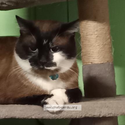 Photo 1/1 Gribouille Chat lost in Denain 59220