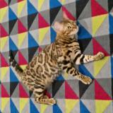 Picture of cat lost at Joinville Le Pont