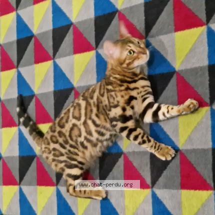 Photo 1/1 Tallia Chat lost in Joinville le pont