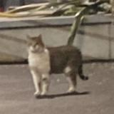 Picture of cat found at Boulogne Billancourt