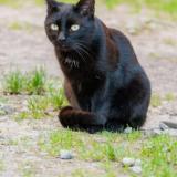 Picture of cat lost at Castelnau Le Lez