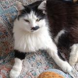 Picture of cat found at Sance