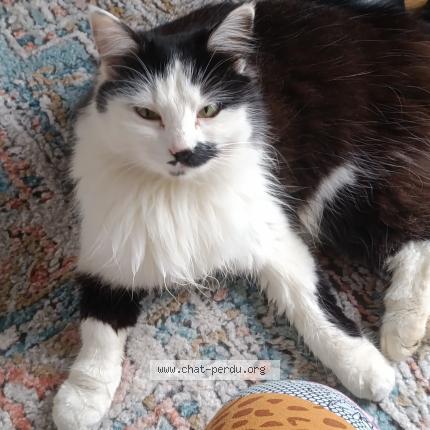 Photo 1/1 Found cat Found in Sance