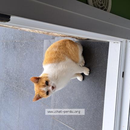 Photo 1/1 Mali Chat lost in Merville