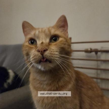 Photo 1/1 Fanta Chat lost in Verlaine