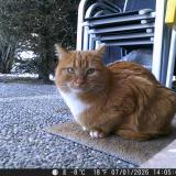 Picture of cat lost at Vercorin