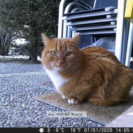 Photo 1/1 Chipolata dit Chipole Chat lost in Vercorin