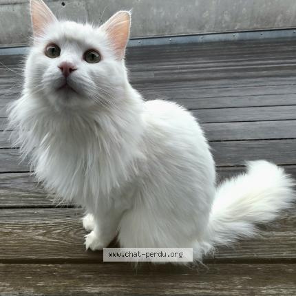 Photo 1/1 Nova Chat lost in Grone