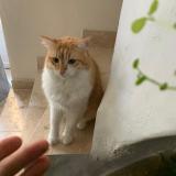 Picture of cat lost at La Fare Les Oliviers