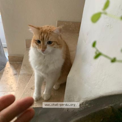 Photo 1/1 Annie Chat lost in La fare les oliviers