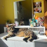 Picture of cat lost at Maisoncelles Du Maine