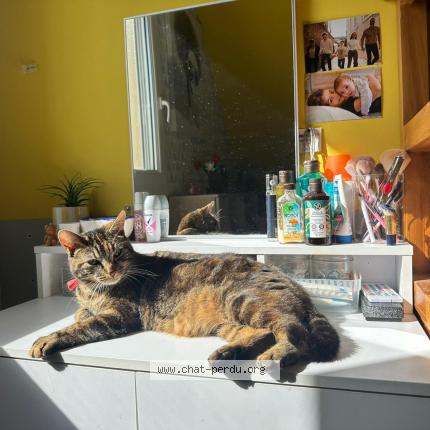 Photo 1/1 Wifie Chat lost in Maisoncelles du maine