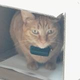 Picture of cat lost at Fontenay Aux Roses