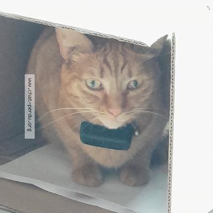 Photo 1/1 Miyasaki Chat lost in Fontenay aux roses