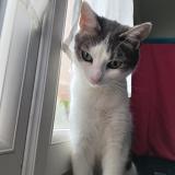 Picture of cat lost at Bourg En Bresse