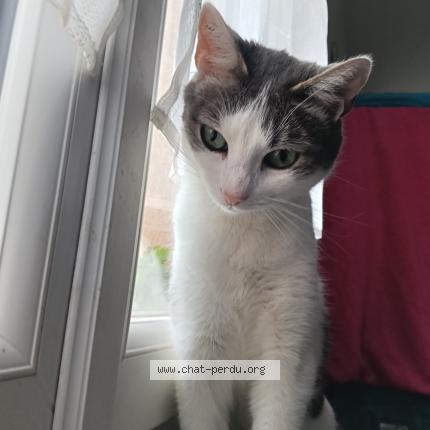 Photo 1/1 Speedy Chat lost in Bourg en bresse