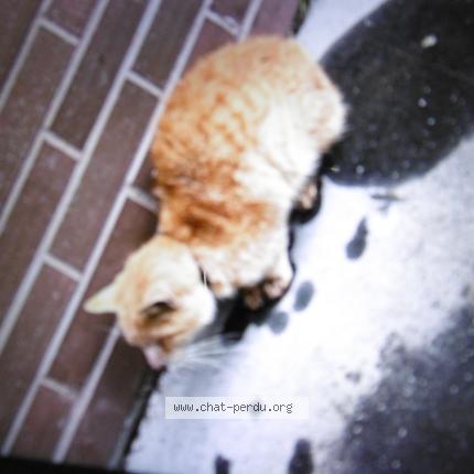 Photo 1/1 Found cat Found in Rouen