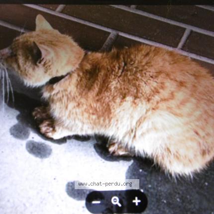 Photo 1/1 Found cat Found in Rouen